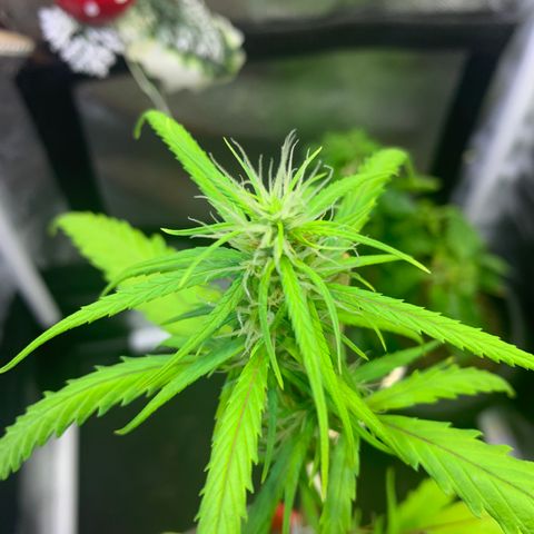 P001 growlog timeline photo