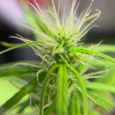 P001 growlog timeline photo