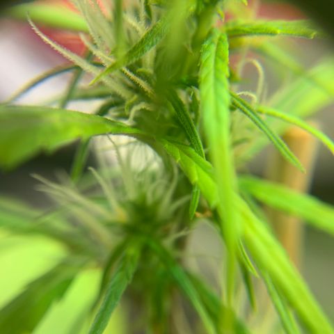 P001 growlog timeline photo