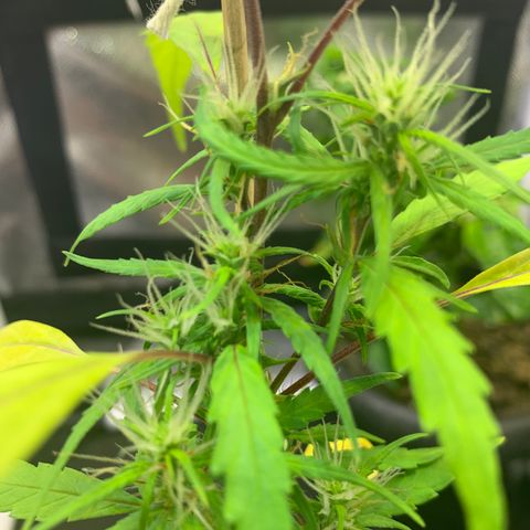 P001 growlog timeline photo