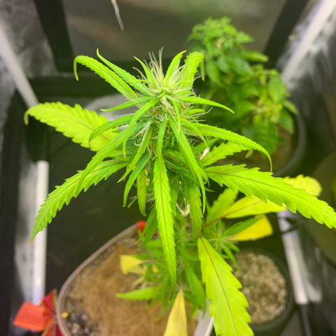 P001 growlog timeline photo