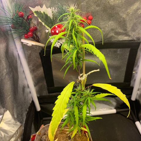 P001 growlog timeline photo