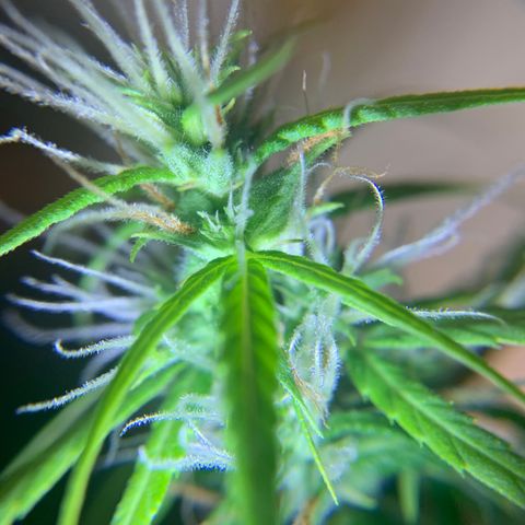 P001 growlog timeline photo
