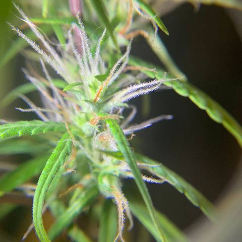 P001 growlog timeline photo