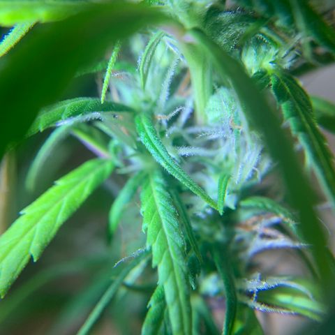 P001 growlog timeline photo