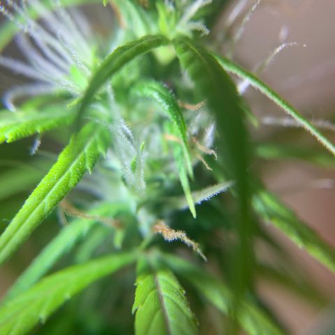 P001 growlog timeline photo