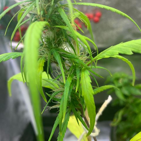 P001 growlog timeline photo