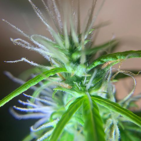 P001 growlog timeline photo