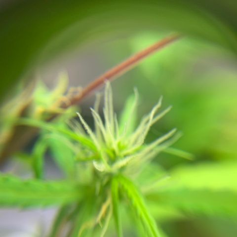 P001 growlog timeline photo