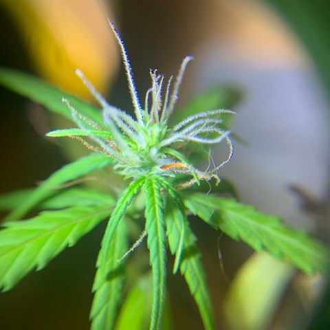 P001 growlog timeline photo
