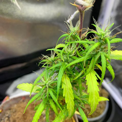 P001 growlog timeline photo