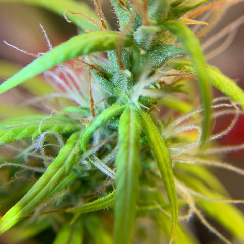 P001 growlog timeline photo