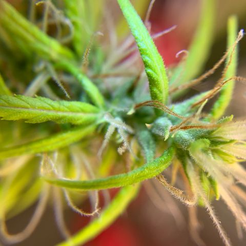 P001 growlog timeline photo