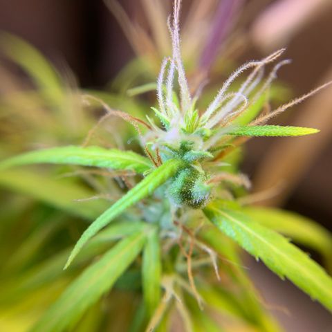 P001 growlog timeline photo