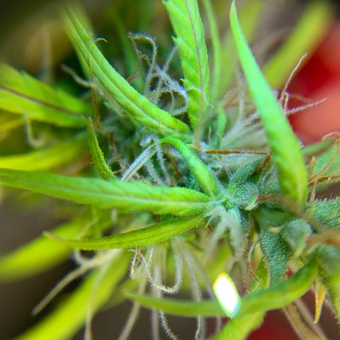 P001 growlog timeline photo