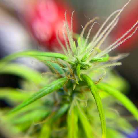 P001 growlog timeline photo