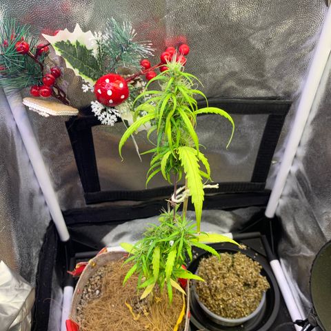 P001 growlog timeline photo