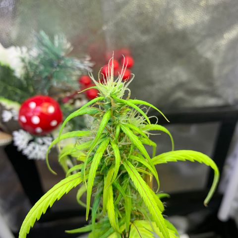 P001 growlog timeline photo