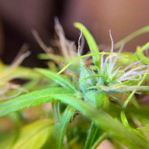 P001 growlog timeline photo