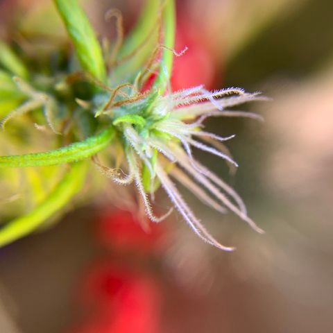 P001 growlog timeline photo