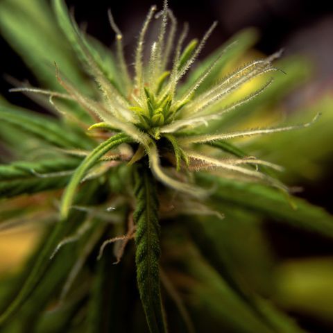 P001 growlog timeline photo