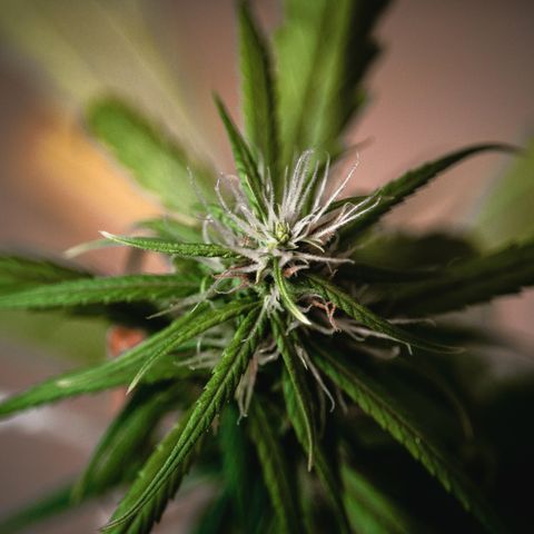 P001 growlog timeline photo