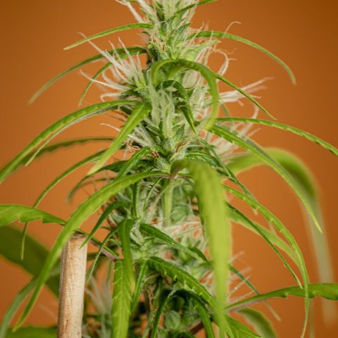 P001 growlog timeline photo