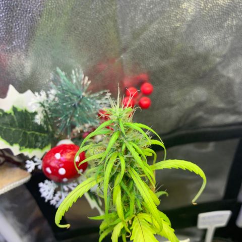 P001 growlog timeline photo