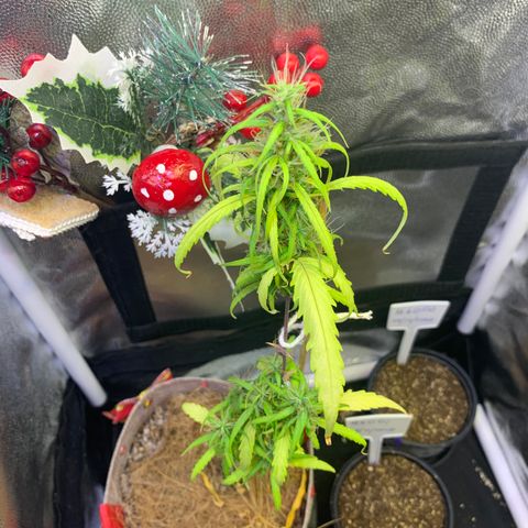 P001 growlog timeline photo