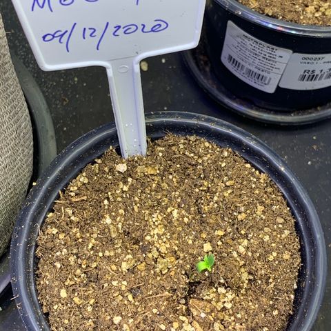 MG001 growlog timeline photo