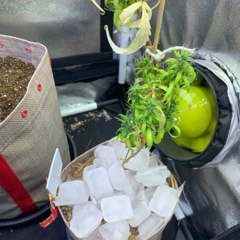 P001 growlog timeline photo