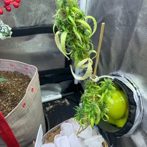 P001 growlog timeline photo