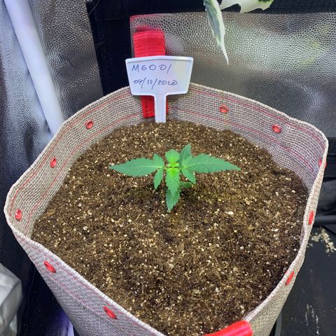 MG001 growlog timeline photo