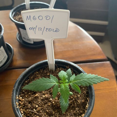 MG001 growlog timeline photo
