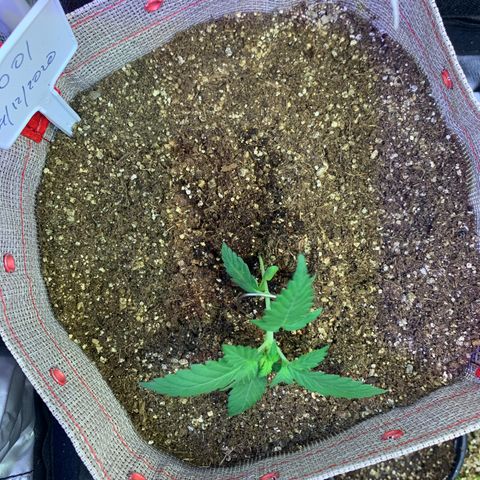 MG001 growlog timeline photo