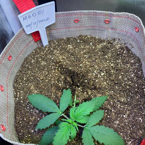 MG001 growlog timeline photo
