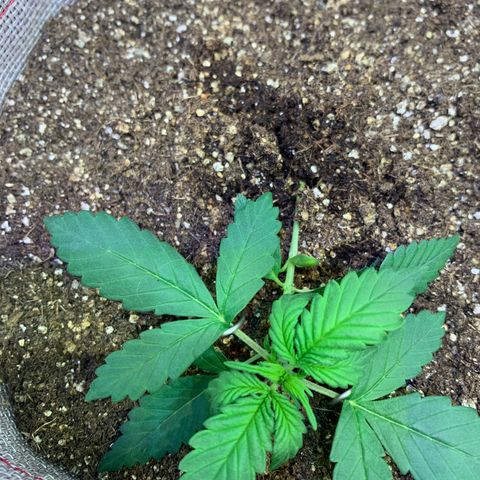 MG001 growlog timeline photo