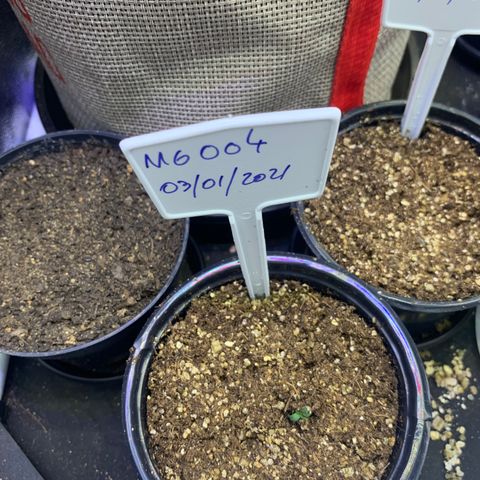 MG004 growlog timeline photo