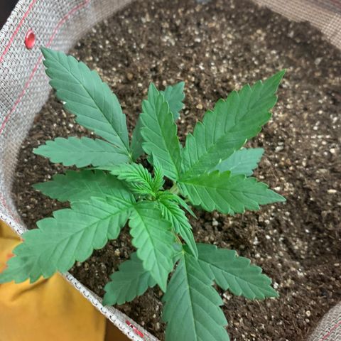 MG001 growlog timeline photo