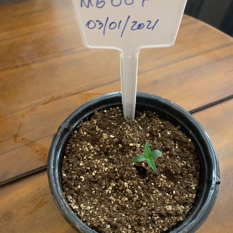 MG004 growlog timeline photo
