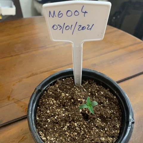 MG004 growlog timeline photo