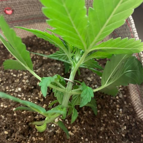 MG001 growlog timeline photo