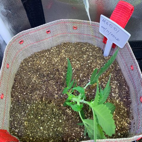MG001 growlog timeline photo