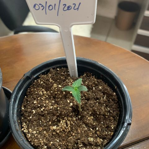 MG004 growlog timeline photo