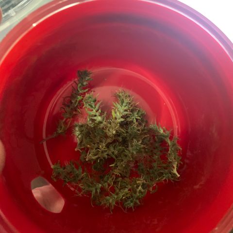 P001 growlog timeline photo