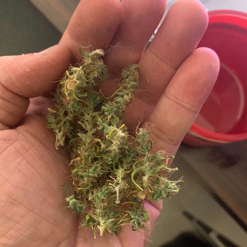 P001 growlog timeline photo