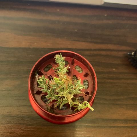 P001 growlog timeline photo
