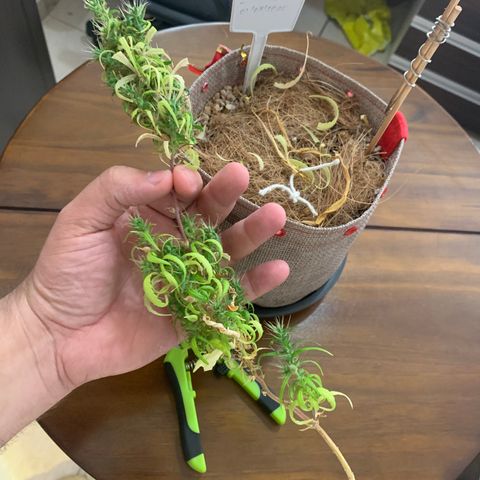 P001 growlog timeline photo
