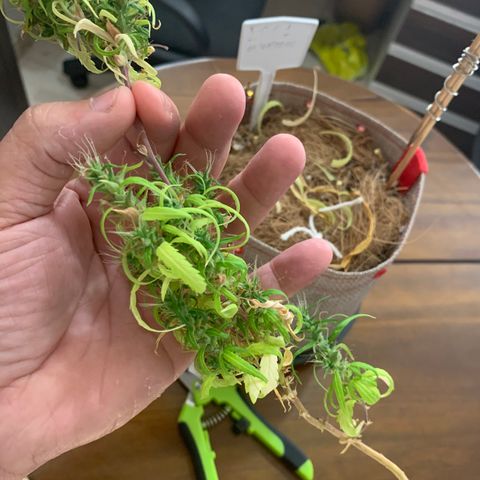 P001 growlog timeline photo