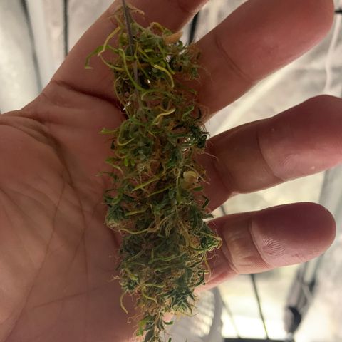 P001 growlog timeline photo